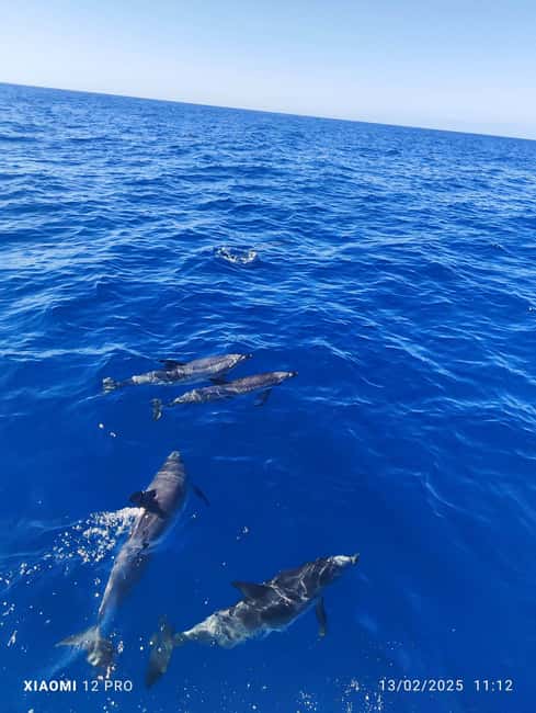 Morro Jable:Dolphin & Whale Watching Boat Tour & Snorkeling - Setting out from Morro Jable