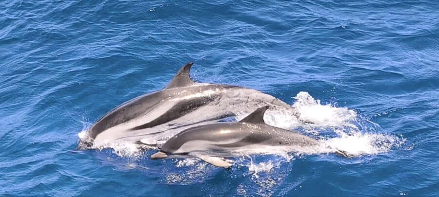 Morro Jable:Dolphin & Whale Watching Boat Tour & Snorkeling - How much value do you get for the price?