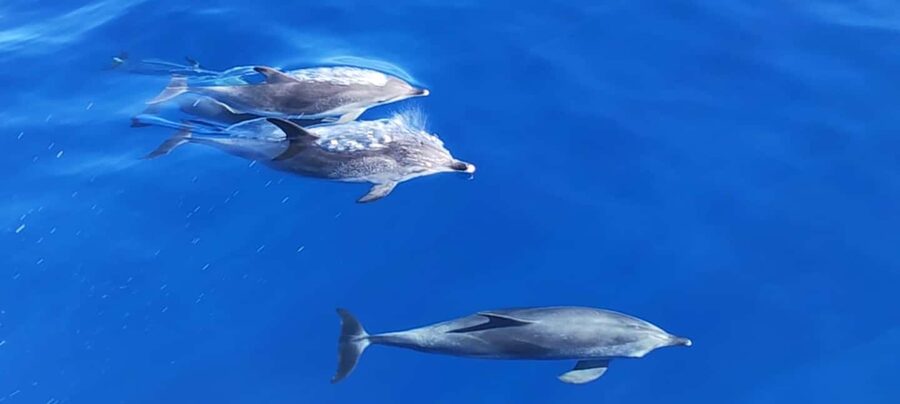 Morro Jable:Dolphin & Whale Watching Boat Tour & Snorkeling - Watching for dolphins, whales, and flying fish
