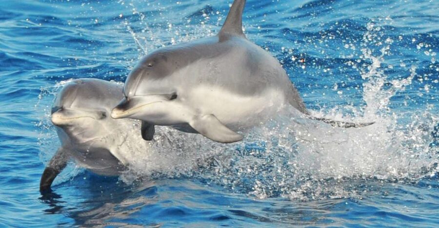 Morro Jable: Dolphin & Whale Watching Cruise, Drinks & Swim - Leaving Morro Jable in search of wild dolphins