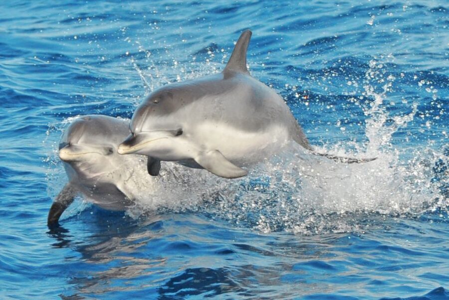 Morro Jable: Dolphin & Whale Watching Cruise, Drinks & Swim - The views and the ride between sightings