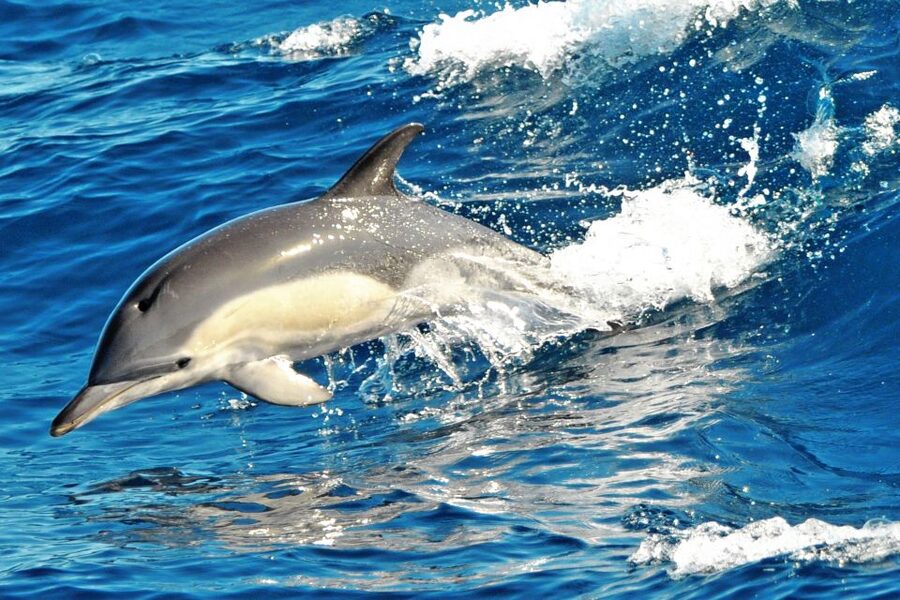Morro Jable: Dolphin & Whale Watching Cruise, Drinks & Swim - A swim in Jandía to finish the outing