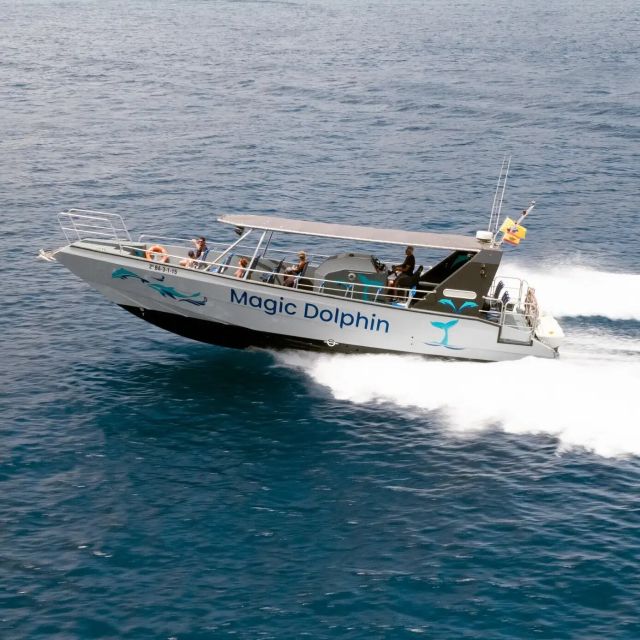 Morro Jable: Dolphin & Whale Watching Cruise, Drinks & Swim - How the wildlife search works