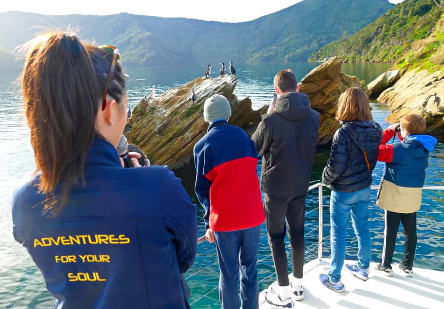 Motuara Island Sanctuary: Wildlife & Dolphin Watching Tour - Why Motuara Island is worth the boat ride