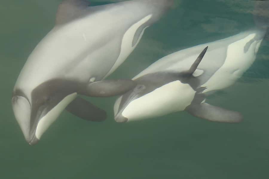 Motuara Island Sanctuary: Wildlife & Dolphin Watching Tour - Walking Motuara’s forest trails