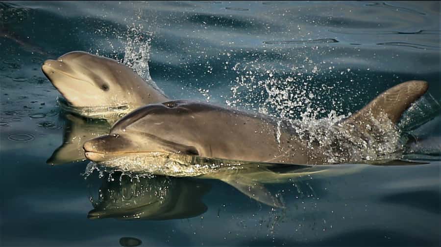 Motuara Island Sanctuary: Wildlife & Dolphin Watching Tour - Watching for dolphins, seals, and Orca