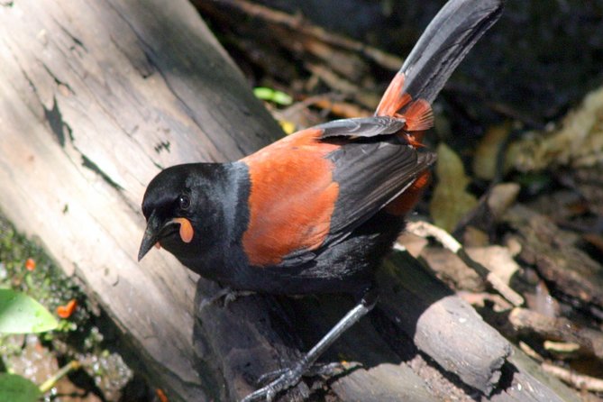 Motuara Wildlife Sanctuary Tour and Dolphin Cruise from Picton - At a glance: what makes this cruise worth considering