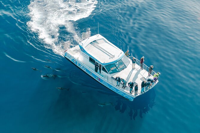 Motuara Wildlife Sanctuary Tour and Dolphin Cruise from Picton - Setting out from E-Ko Tours in Picton