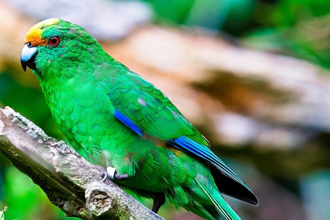 Motuara Wildlife Sanctuary Tour and Dolphin Cruise from Picton - Food, drinks, and the return to Picton