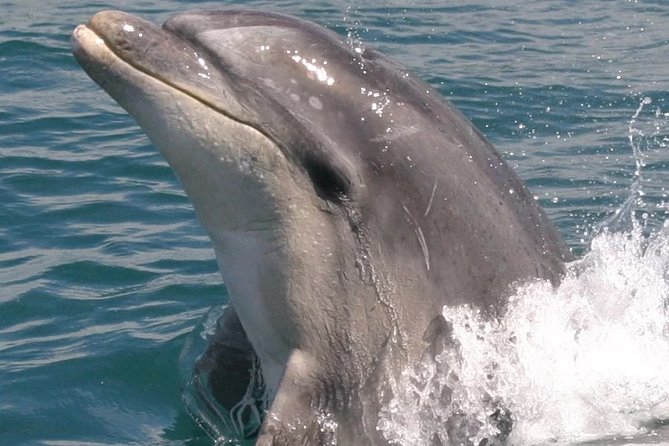 Motuara Wildlife Sanctuary Tour and Dolphin Cruise from Picton - Price, group size, and comfort