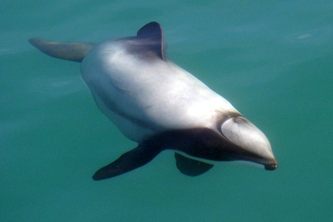 Motuara Wildlife Sanctuary Tour and Dolphin Cruise from Picton - Who will enjoy this half-day outing