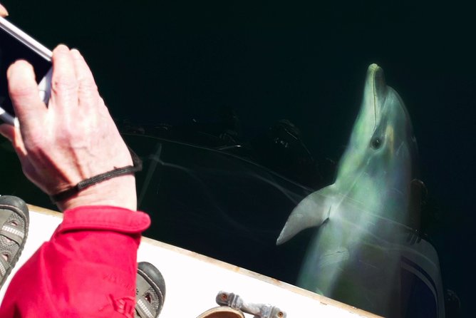 Motuara Wildlife Sanctuary Tour and Dolphin Cruise from Picton - Booking details that matter