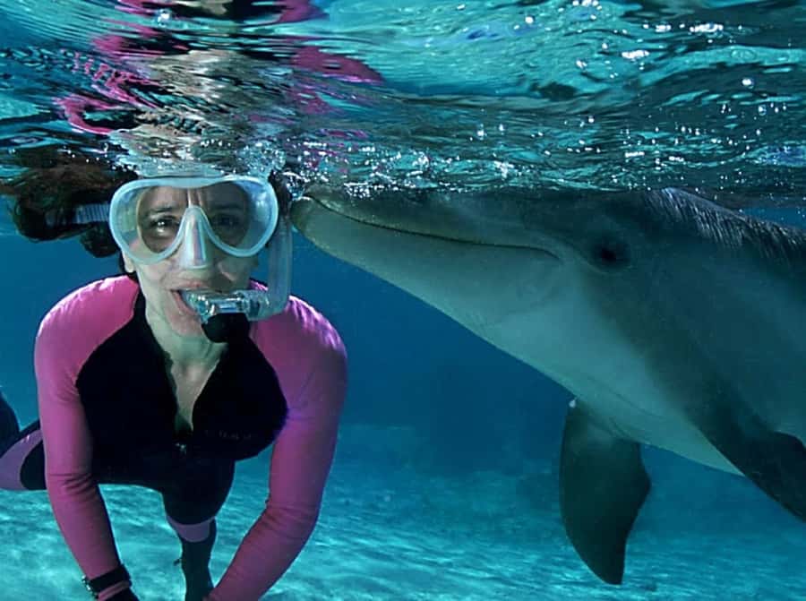 Muscat: 4-Hour Snorkeling Tour with Dolphin watching - The $90 price: fair for convenience, less certain for coral