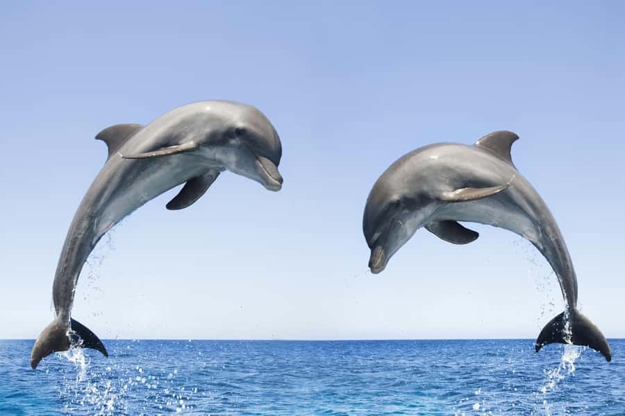 Muscat: 4-Hour Snorkeling Tour with Dolphin watching - Booking advice for hotels and cruise ships