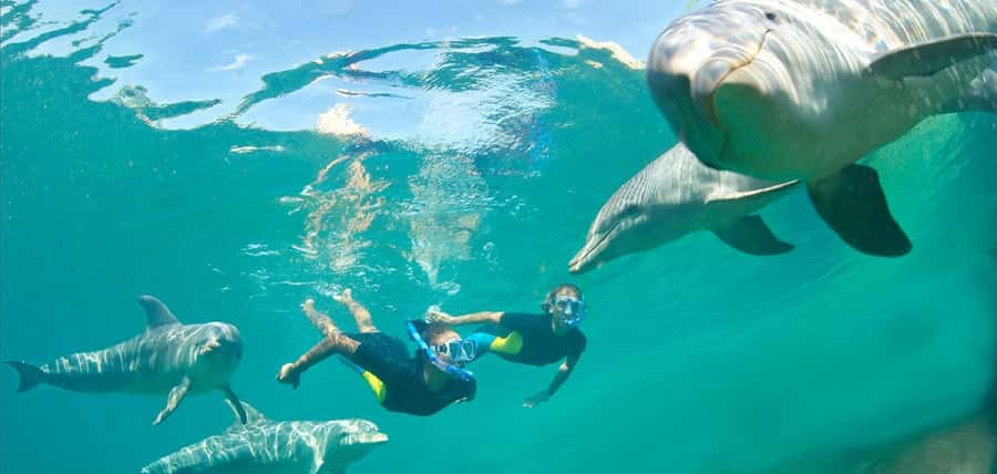 Muscat: 4-Hour Snorkeling Tour with Dolphin watching - Should you book the Muscat snorkeling and dolphin tour?