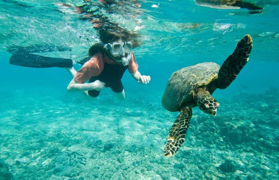 Muscat: 4-Hour Snorkeling Tour with Dolphin watching - Dolphin watching off the Omani coast