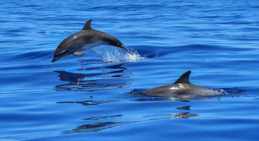 Muscat: Dolphin Watch & Snorkel Excursion - Key points before you book
