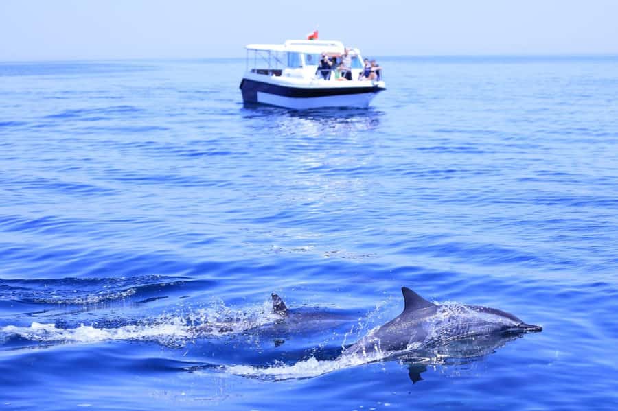 Muscat: Dolphin Watch & Snorkel Excursion - Dolphins, turtles, and one compact Muscat outing