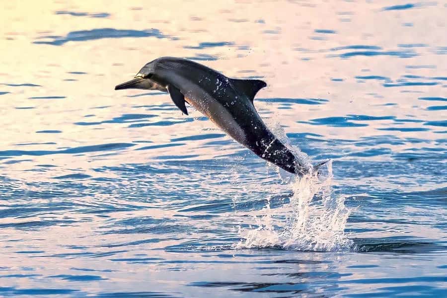 Muscat: Dolphin Watch & Snorkel Excursion - Starting at Marina Bandar Al Rowdha near Al Bustan Palace