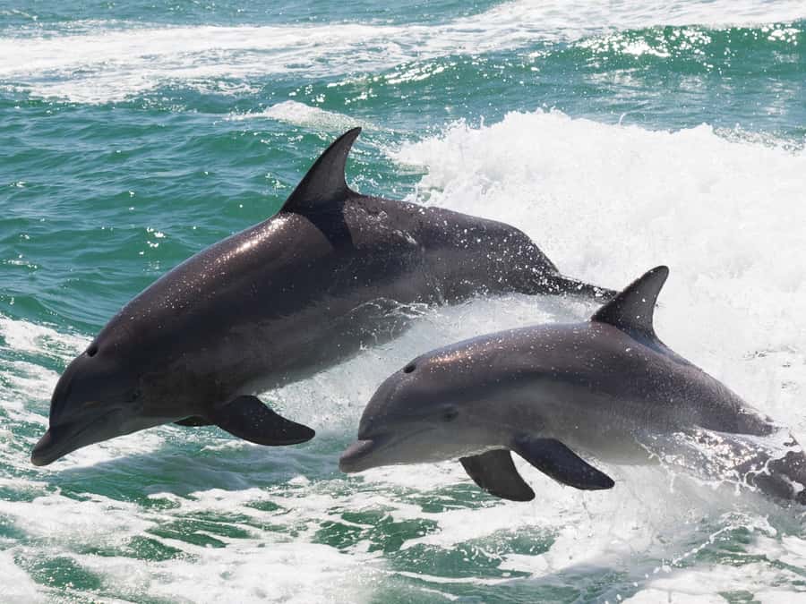 Muscat: Dolphin Watch & Snorkeling - Key points to know before you book