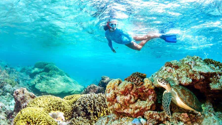 Muscat: Dolphin Watching and Snorkeling Tour - Key points to know before you book
