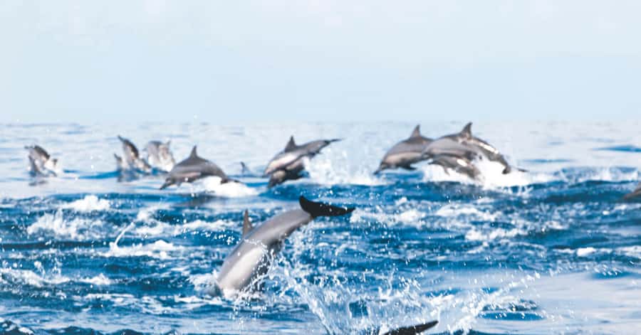 Muscat: Dolphin Watching and Snorkeling Tour - Dolphins first, then the clear water of Bandar Khiran Bay