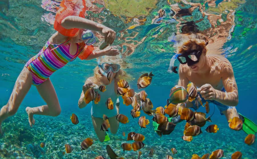 Muscat: Dolphin Watching and Snorkeling Tour - What you can see below the surface