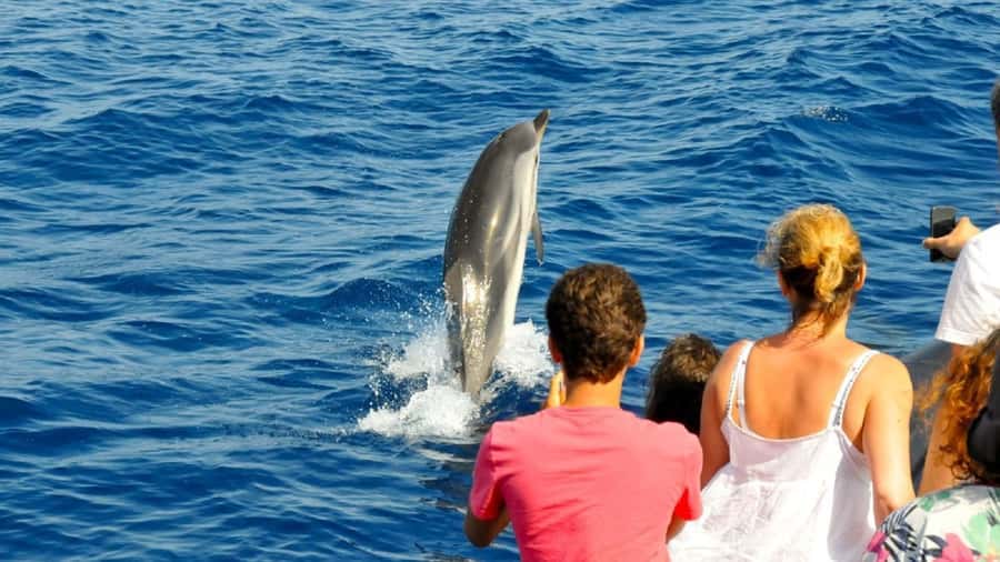 Muscat: Dolphin Watching and Snorkeling Tour - The boat ride and the people running it
