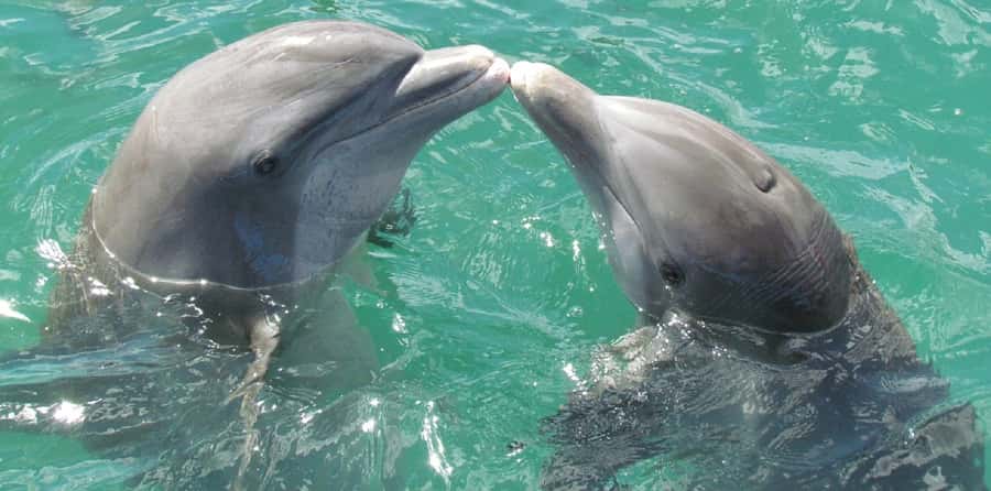 Muscat: Dolphin Watching and Snorkeling Tour - Should you book it?