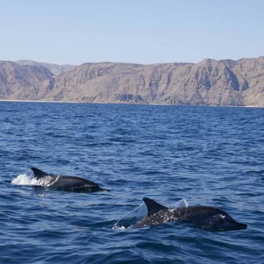 Muscat: Dolphin Watching and Snorkeling Trip - What the three-hour value looks like at $57