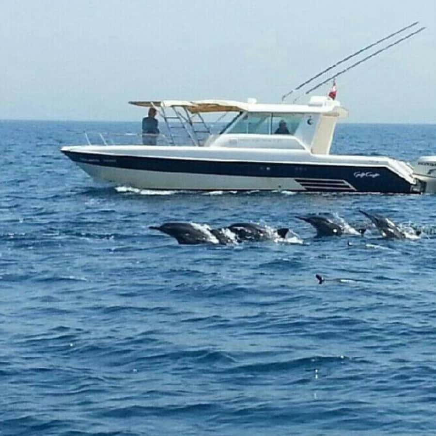 Muscat: Dolphin Watching and Snorkeling Trip - Searching for dolphins along Muscat’s coast