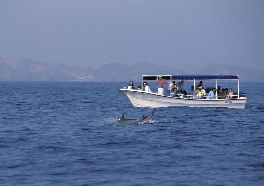 Muscat: Dolphin Watching Boat Amazing Trip - Price, fees, and the real value
