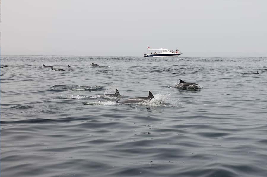 Muscat: Dolphin Watching Boat Amazing Trip - How this fits into a Muscat day