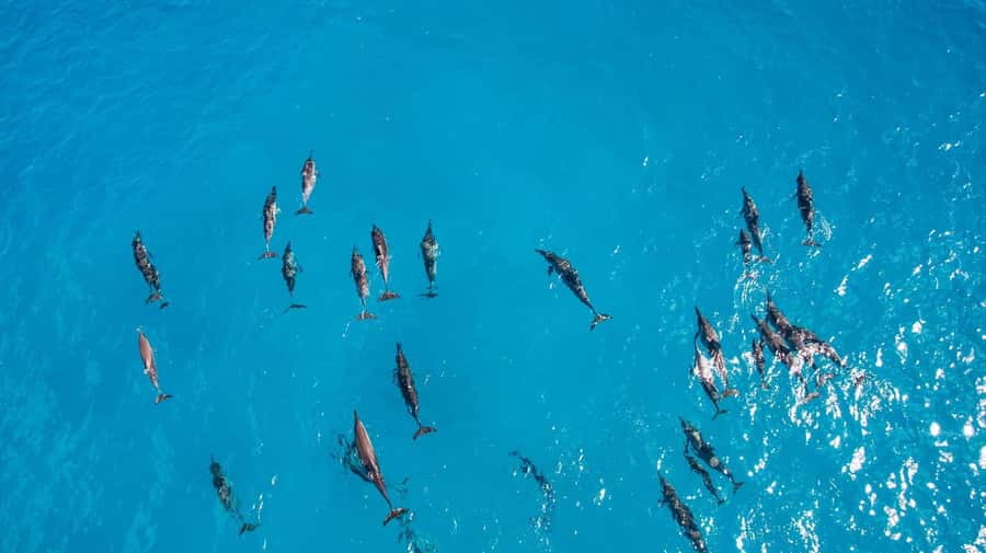 Muscat: Dolphin Watching Boat Amazing Trip - My booking advice
