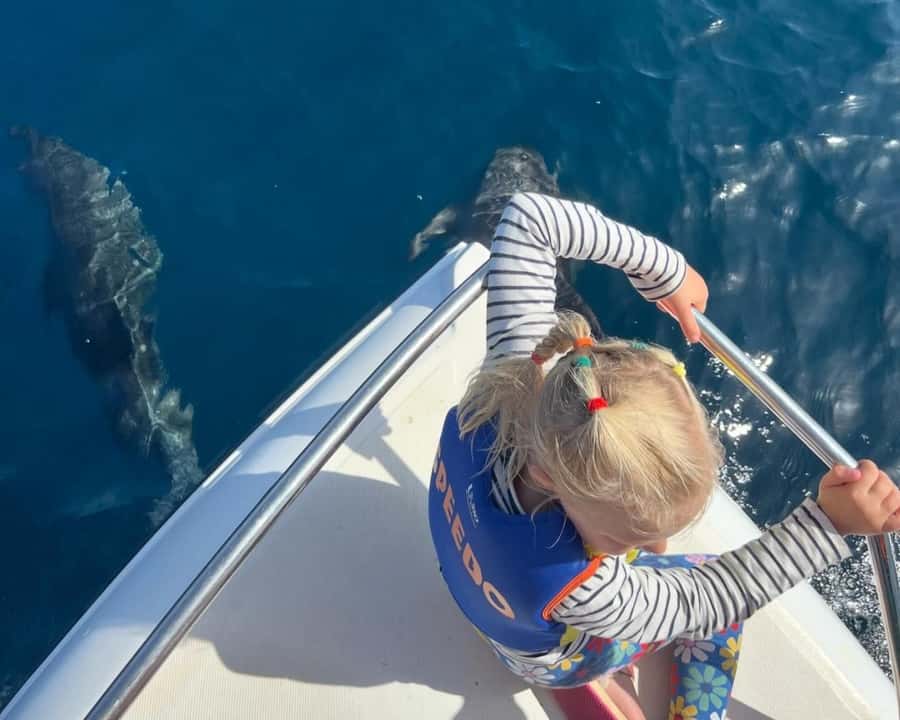 Muscat: Dolphin Watching Boat Amazing Trip - Two hours on the Omani sea