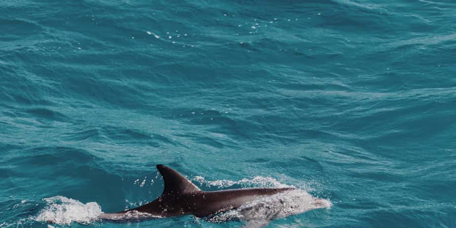 Muscat: Dolphin Watching Boat Tour - Why this two-hour Muscat boat trip works