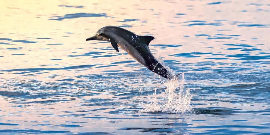 Muscat: Dolphin Watching Boat Tour - The first 25 to 30 minutes on the water