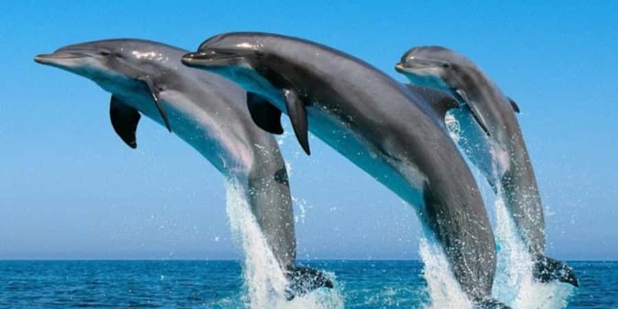 Muscat: Dolphin Watching Boat Tour - Leaving from Marina Bandar Al Rowdha