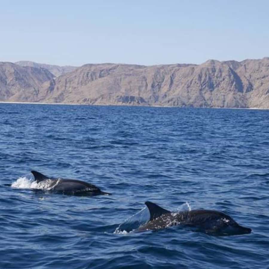 Muscat: Dolphin Watching Boat Trip with Snacks & Local Guide - Choosing the best seat and departure time