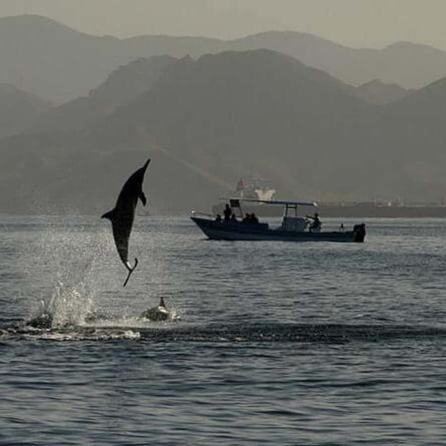 Muscat: Dolphin Watching Boat Trip with Snacks & Local Guide - Service, timing, and the small practical details