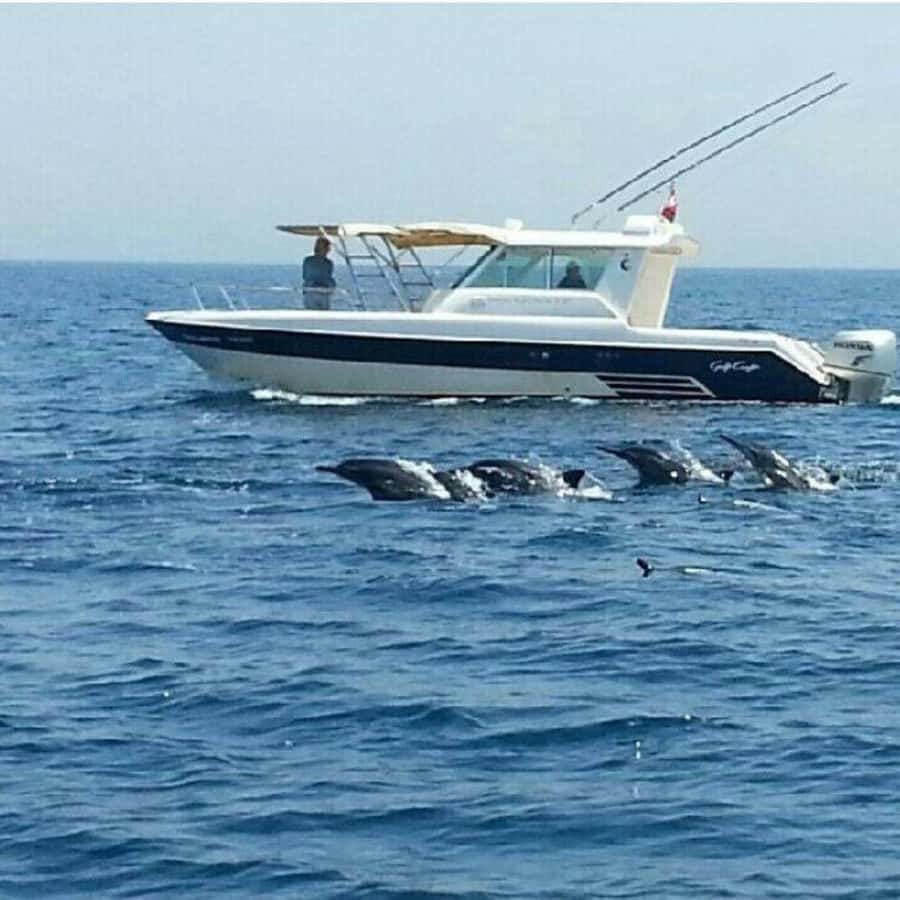 Muscat: Dolphin Watching Boat Trip with Snacks & Local Guide - Should you book the Muscat dolphin trip?