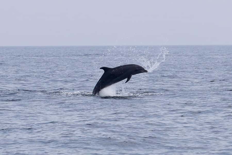 Muscat Dolphin Watching & Coastal Sightseeing Tour - What to bring and how to prepare