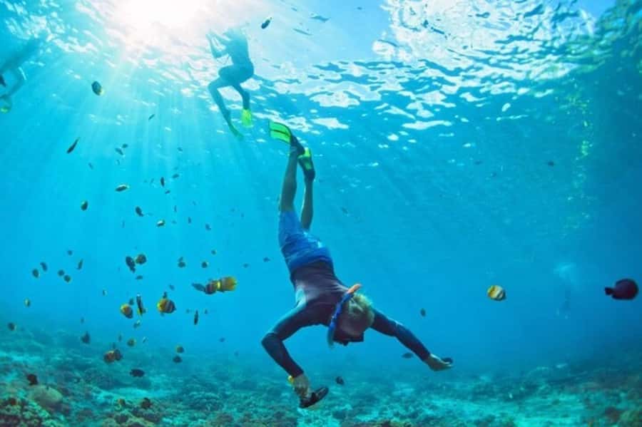 Muscat: Snorkeling and Dolphin Watching Tour - What the marine life adds