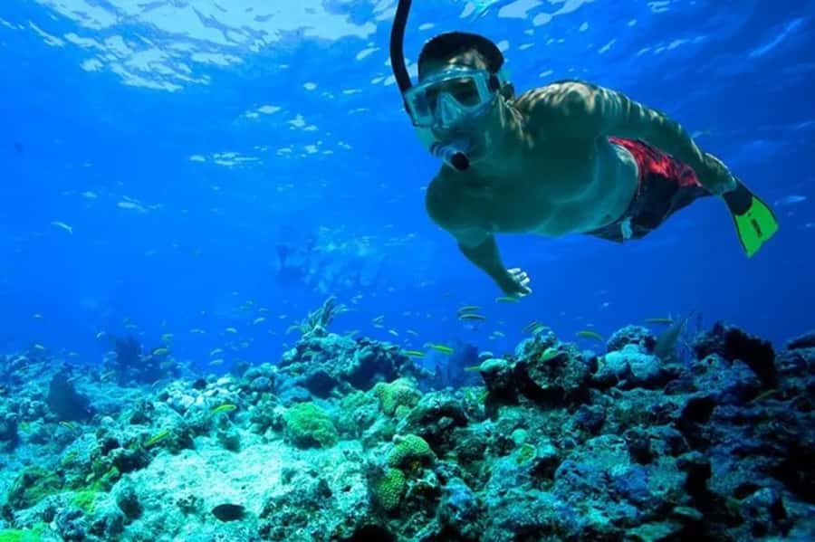 Muscat: Snorkeling and Dolphin Watching Tour - FAQ