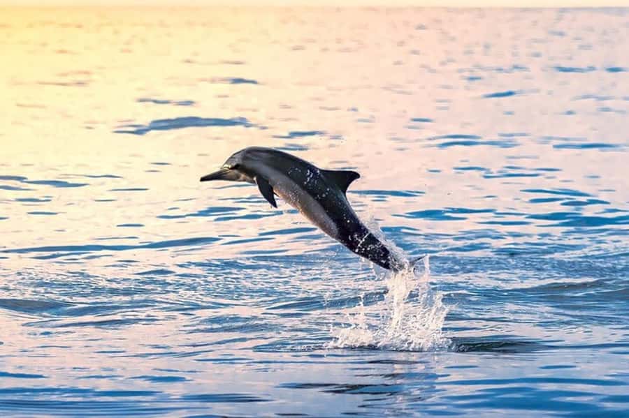 Muscat: Snorkeling and Dolphin Watching Tour - The boat ride off Muscat