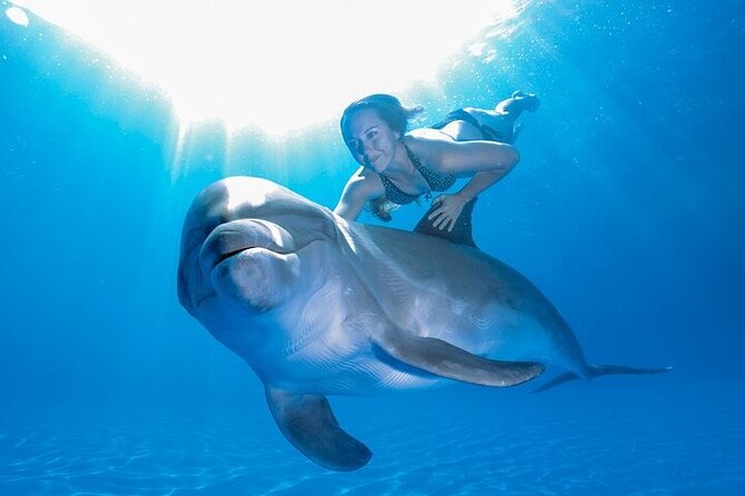 Must-DO The only and Unique Natural Space Dolphin Encounter Cabo - Meeting a Pacific Bottlenose Dolphin in San José del Cabo