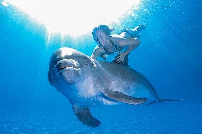 Must-DO The only and Unique Natural Space Dolphin Encounter Cabo - Why Families May Like This One-Hour Format