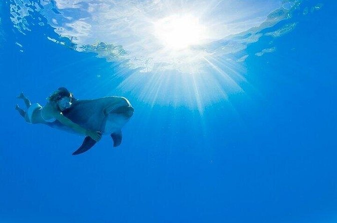 Must-DO The only and Unique Natural Space Dolphin Encounter Cabo - Getting to the San José del Cabo Meeting Point