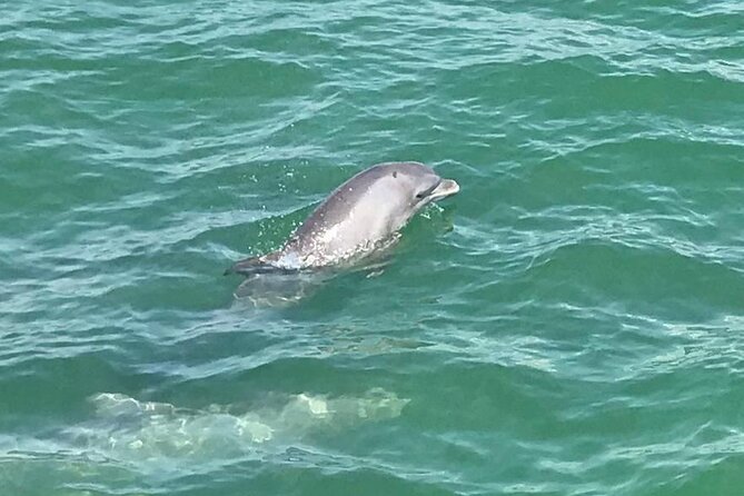 Myrtle Beach Dolphin Cruise - Dolphins, sea turtles, and the luck of the day