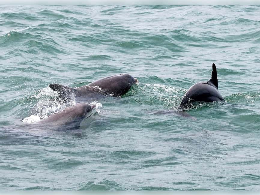 Myrtle Beach: Dolphin Cruise on the Sea Screamer - Key points to know before you go